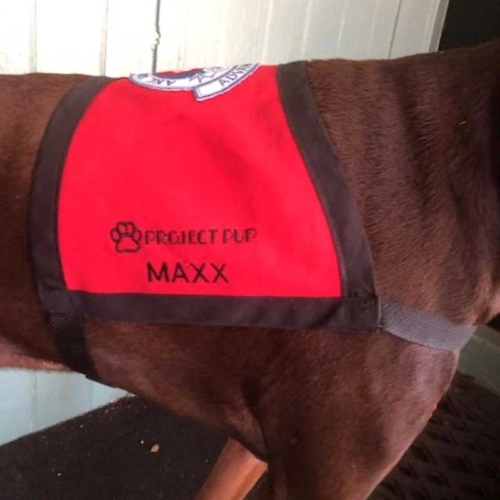 Therapy Dog Vest